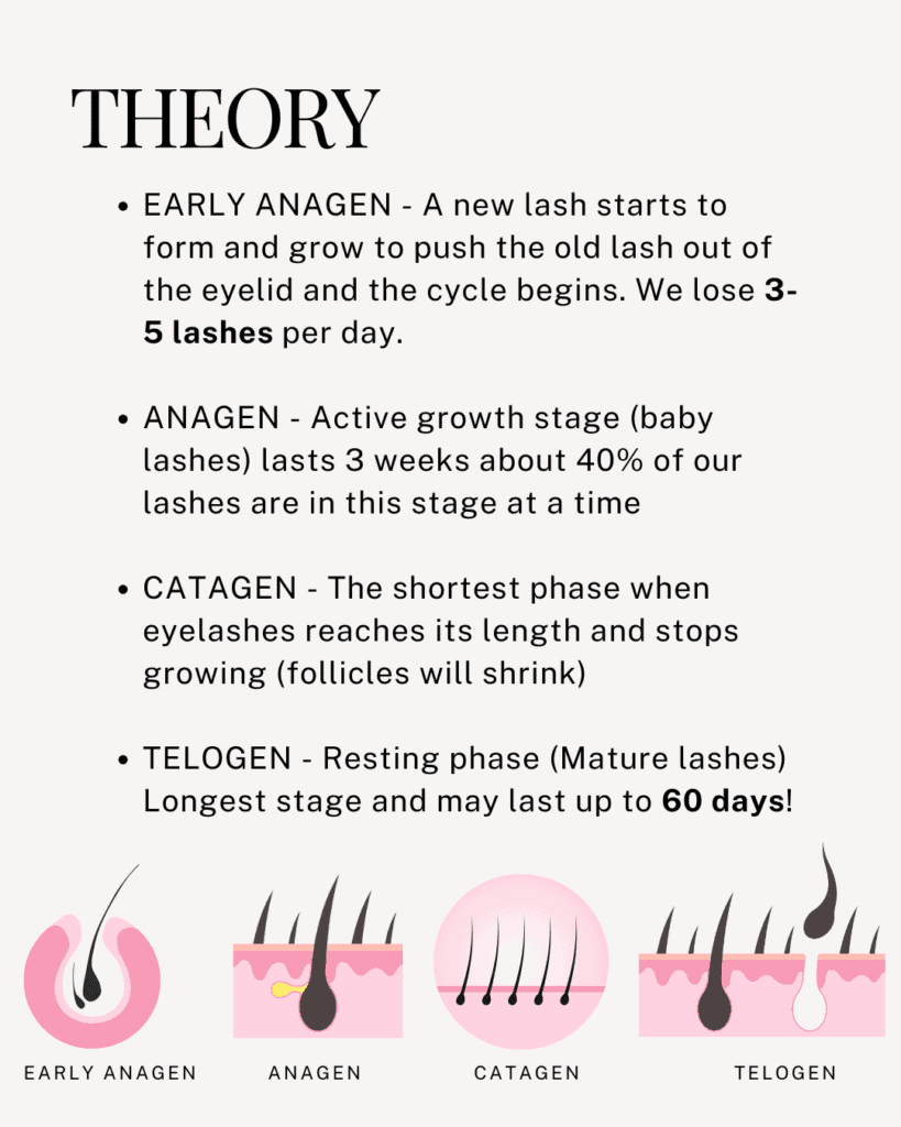 Lash Phases